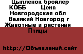 Цыпленок бройлер КОББ-500 › Цена ­ 90 - Новгородская обл., Великий Новгород г. Животные и растения » Птицы   